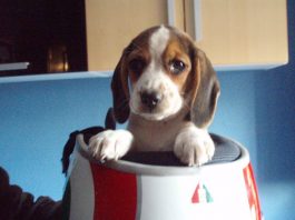 cachorrita-Tuna