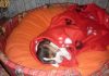 cachorrita-beagle-Coba-dormida