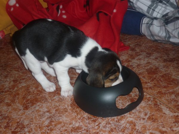 cachorrita-beagle-Coba-comiendo
