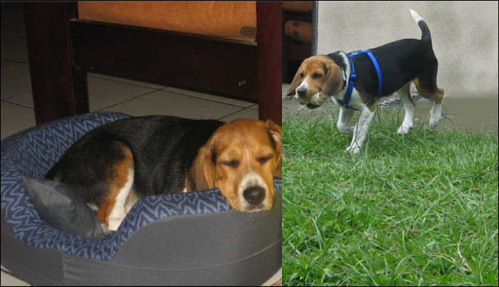 cachorro-beagle-Luka_Eduardo-Costa_Rica