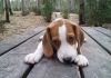 perro-beagle-Bruno-Jerez-de-la-Frontera