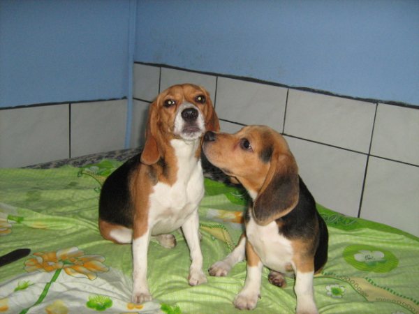 perros-beagles-Cookie-y-Chester