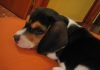 Lluna-cachorrita-beagle-echada