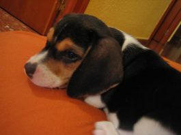 Lluna-cachorrita-beagle-echada