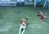 beagle-Kima-echada-cesped