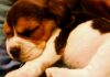 beagle-Matilda-dormida-Santiago-Chile