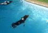 beagle-Matilda-nadando-Santiago-Chile-piscina