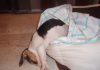 beagle-Noah-durmiendo cómodamente