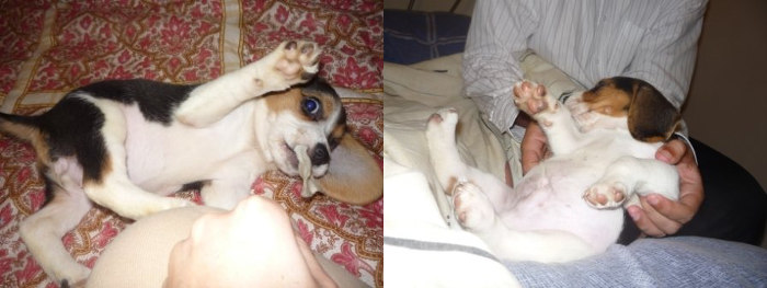 beagle-Tuxi-jugando