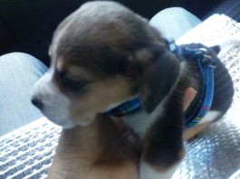 cachorrita-beagle-Kima-Canarias