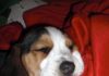 cachorro-beagle-ELVIS-durmiendo