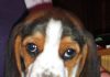 cachorro-beagle-ELVIS-sentado