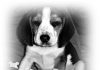 cachorro-beagle-ELVIS