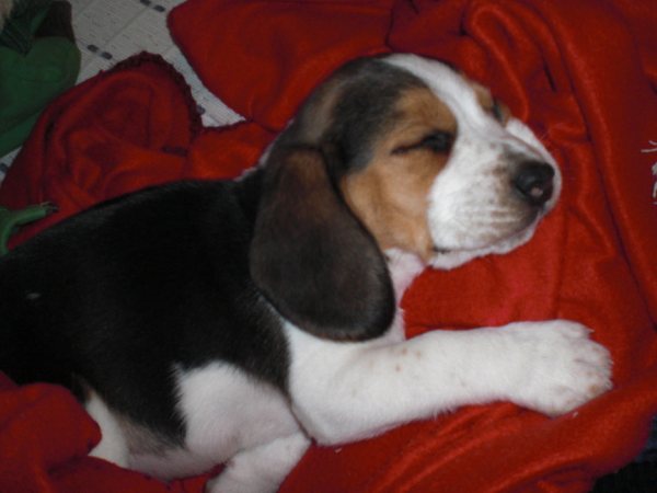 cachorro-beagle-ELVIS-Palma de Mallorca