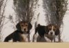 cachorros-Luna-Bosco-traviesos