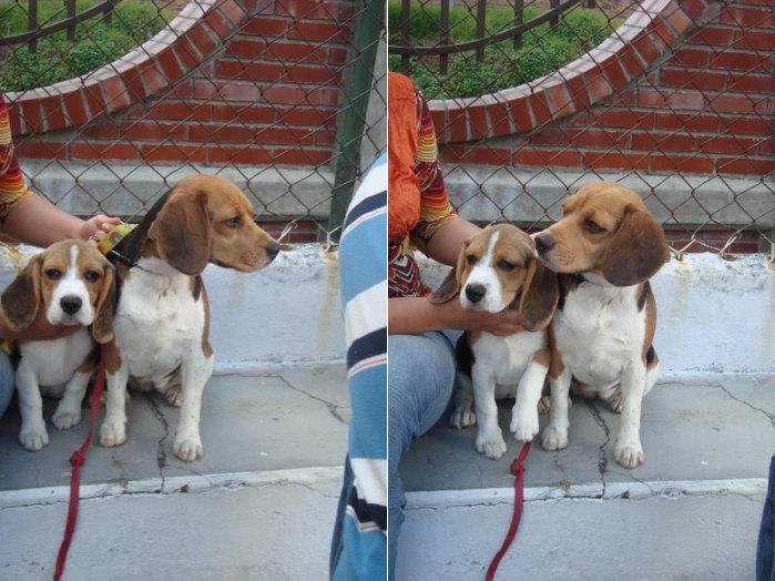 perrita-beagle-Kiara-con-amigo