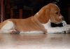 perrita-beagle-TITA-con-hueso