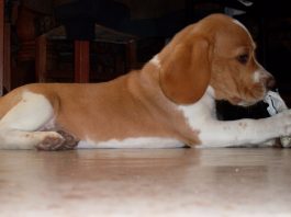 perrita-beagle-TITA-con-hueso