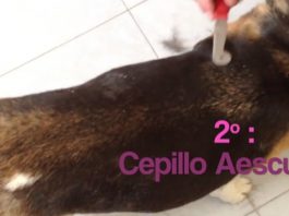 video-cepillado-beagle-aesculap-VH321R