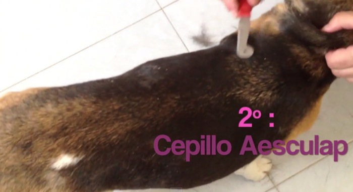 video-cepillado-beagle-aesculap-VH321R