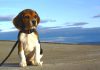 mascota-beagle-Rex-Punta-Arenas-Chile-2