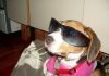 Emma-beagle-de-Argentina-con-gafas