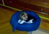 cachorra-Beagle-KIRA-Madrid-canasto