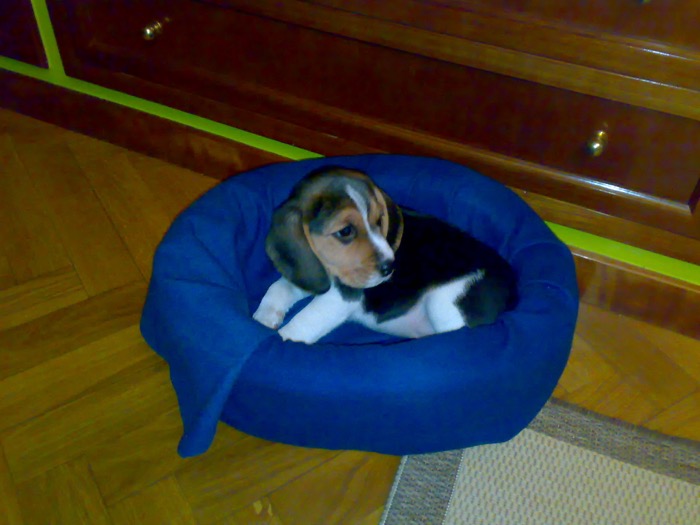 cachorra-Beagle-KIRA-Madrid-canasto