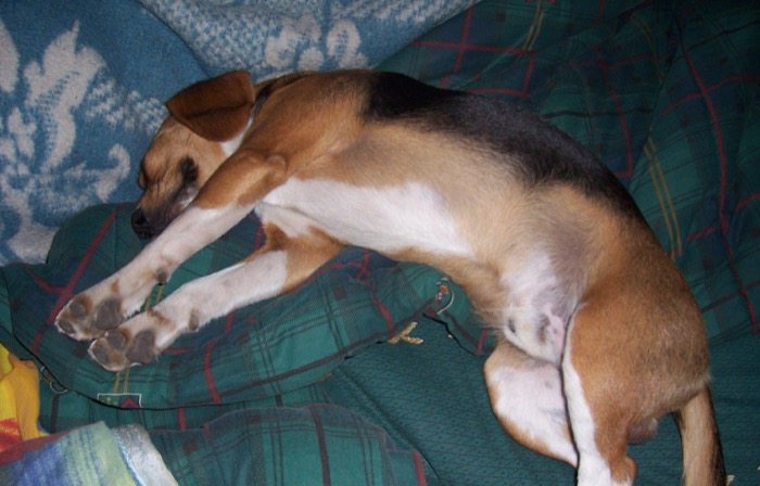 Akamaru-beagle-de-Chile-durmiendo