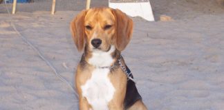 Akamaru-beagle-de-Chile-sentado