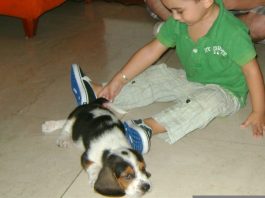 Beagle-Lukas-juega-con-niño