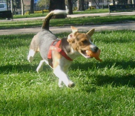 Dimmu, y los perros que orinan la cama Dimmu y los perros que orinan la cama