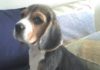 Fidel-cachorro-beagle