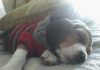 Fidel-cachorro-beagle-duerme