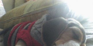 Fidel-cachorro-beagle-duerme