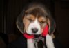 Fidel-cachorro-beagle-tricolor