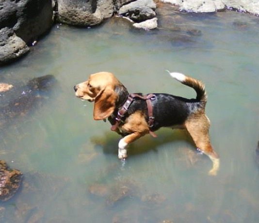 cómo bañar a un perro