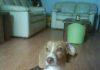 Laisha-beagle-11meses-sentada