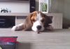 Louie-video-chistoso-beagle