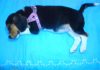 Lulu-perrita-beagle-dormida