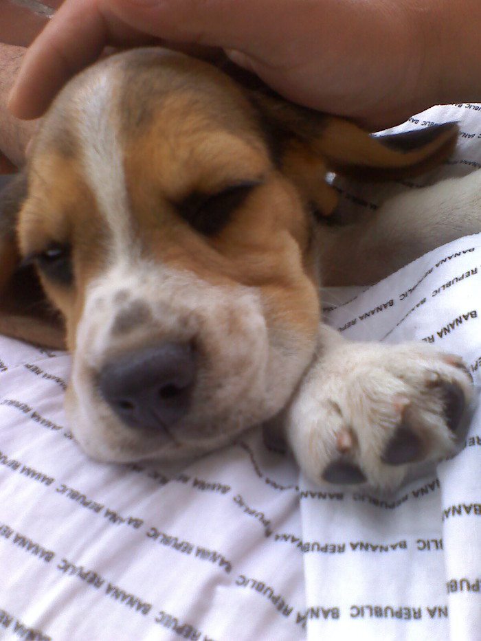 cachorro-beagle-Jupiter