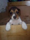 Ethan-perrito-travieso-beagle-cachorro