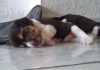 Ethan perrito travieso beagle durmiendo