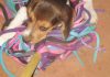 Ethan-perrito-travieso-beagle-jugando-fregona