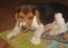 Ethan-perrito-travieso-beagle-mordisqueando