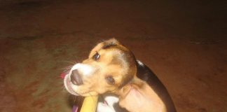 Ethan-perro-travieso-beagle