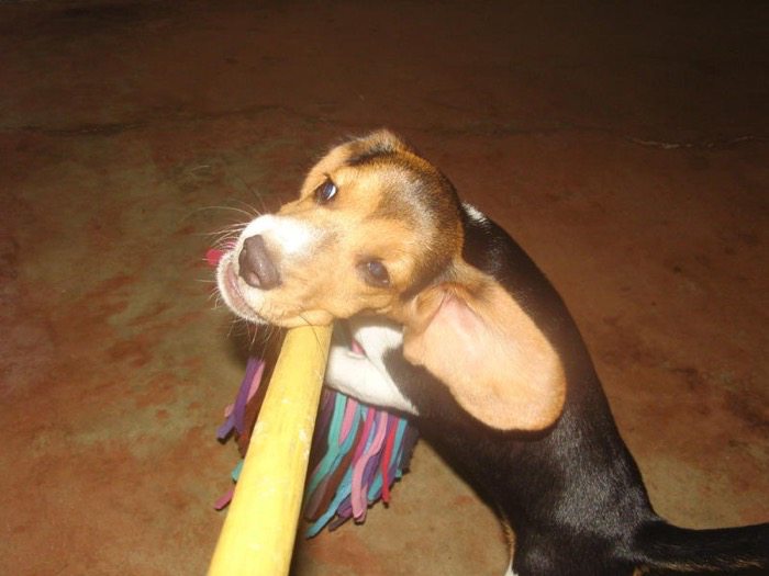 Ethan perro travieso beagle