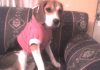 Hanna-perrita-beagle-Colombia-con-ropa