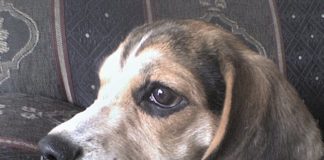 Hanna y los beagles robados