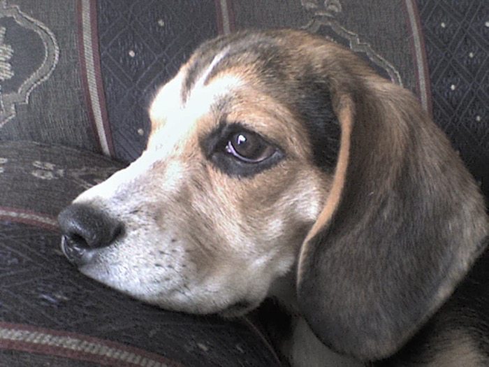 Hanna y los beagles robados